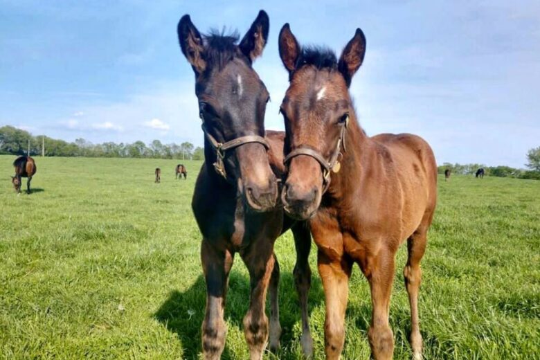 foals-1