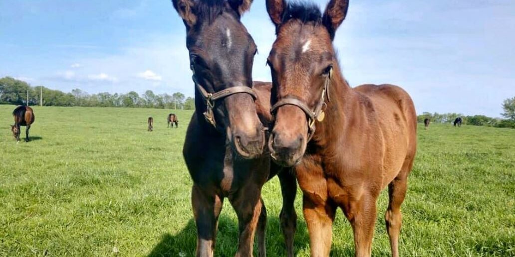 foals