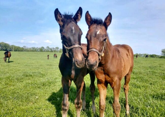 foals