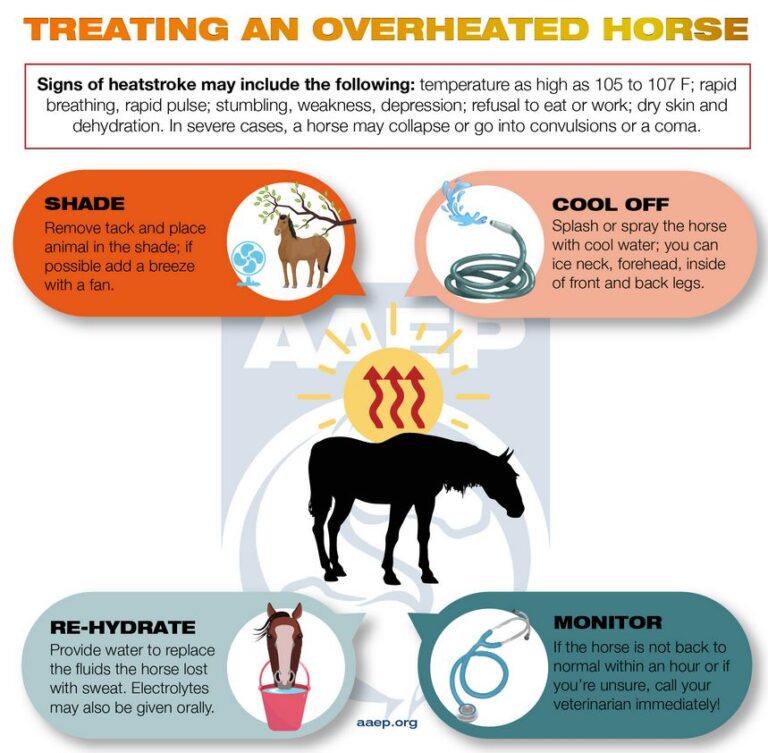 Summer Fun! Choosing The Right Mower and Horse Hydration Equine