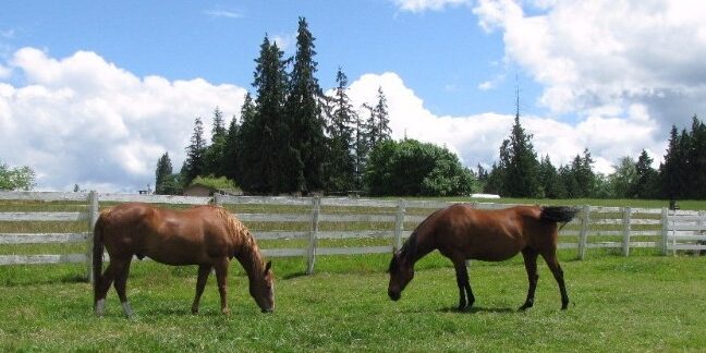 Two+horses+on+pasture