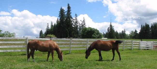 Two+horses+on+pasture