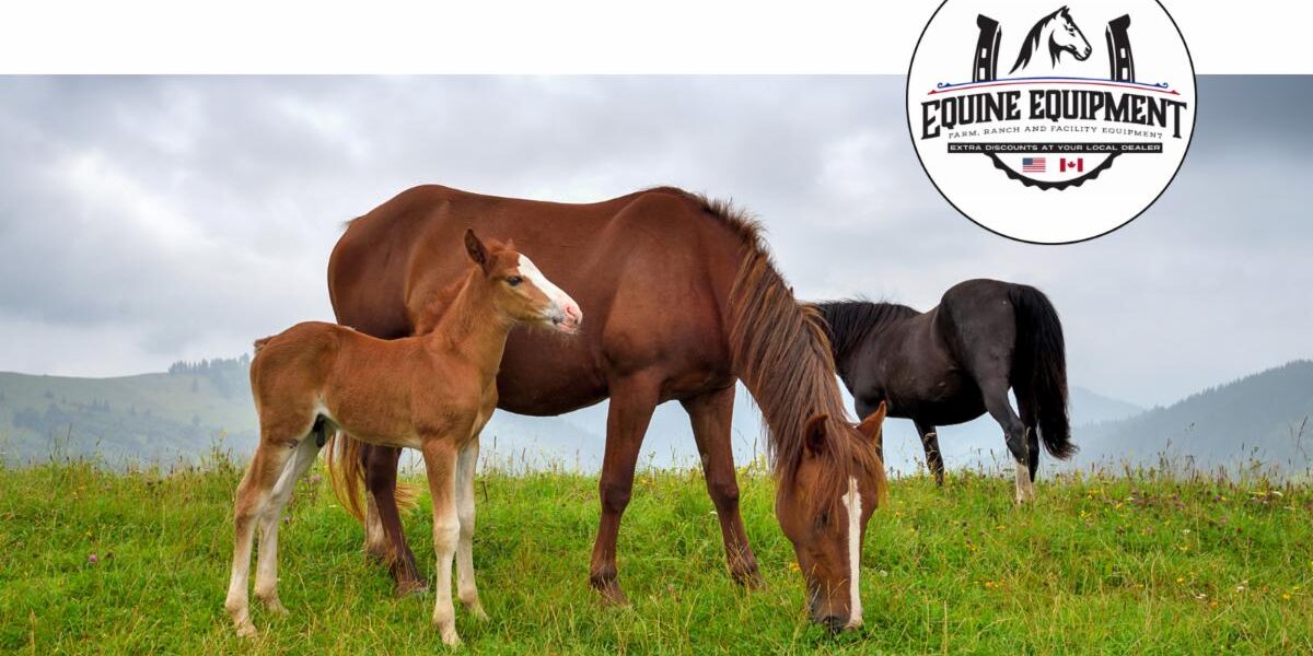 horses-spring