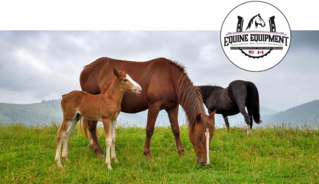 horses-spring