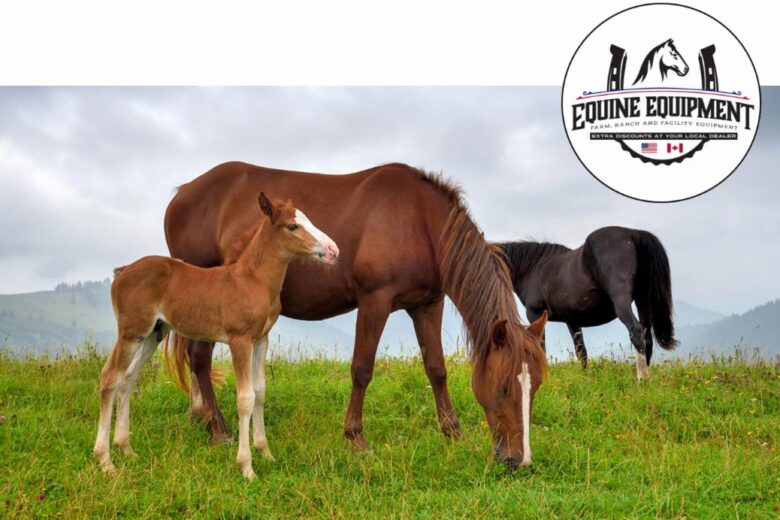 horses-spring