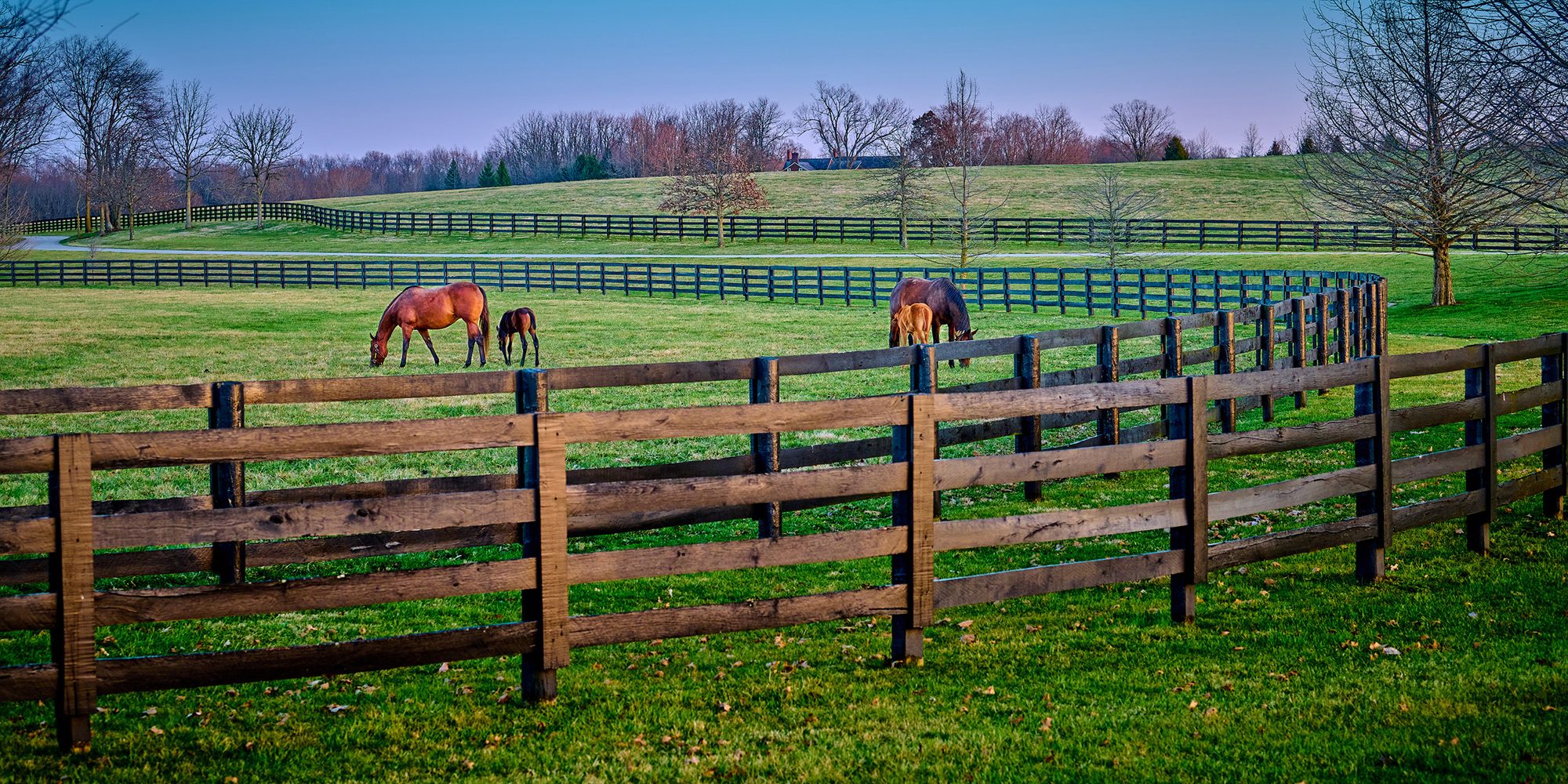 A pair of mares and foals grazing on early spring grass at a tho