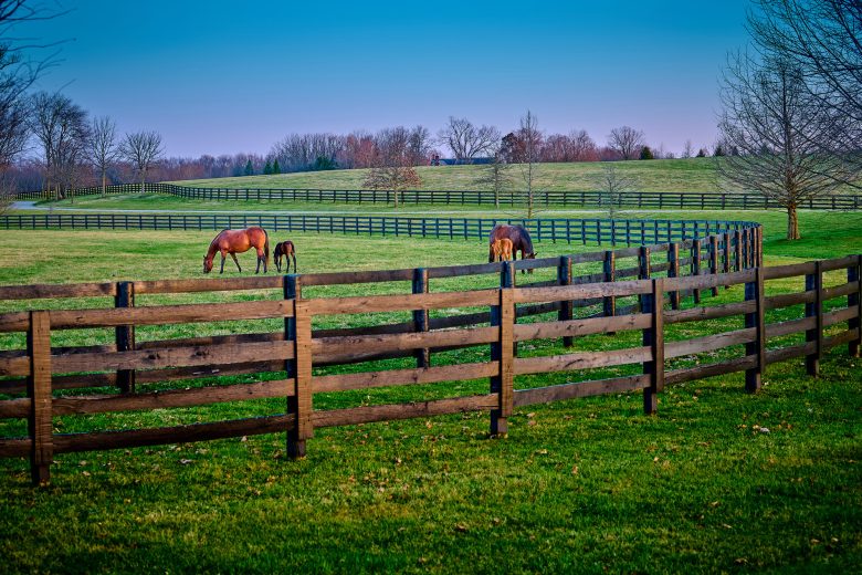 A pair of mares and foals grazing on early spring grass at a tho